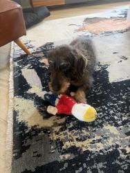 Lost Male Dog last seen Pennsylvania and Alameda, Denver, CO 80209