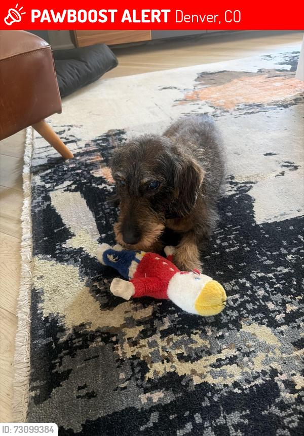 Lost Male Dog last seen Pennsylvania and Alameda, Denver, CO 80209
