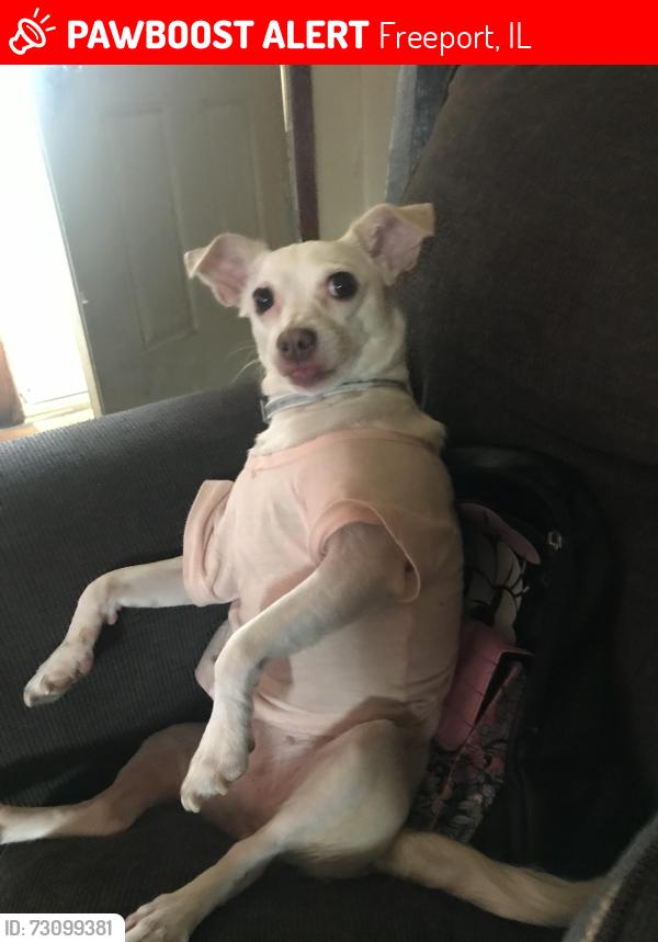 Lost Female Dog last seen Cent street, Freeport, IL 61032