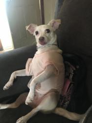 Lost Female Dog last seen Cent street, Freeport, IL 61032