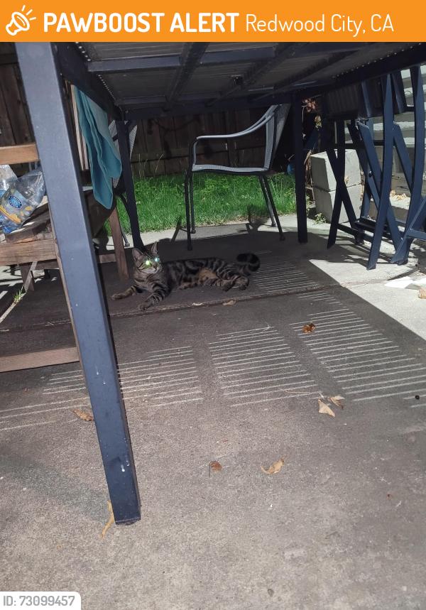 Found/Stray Unknown Cat last seen Jefferson and El Camino, Redwood City, CA 94062