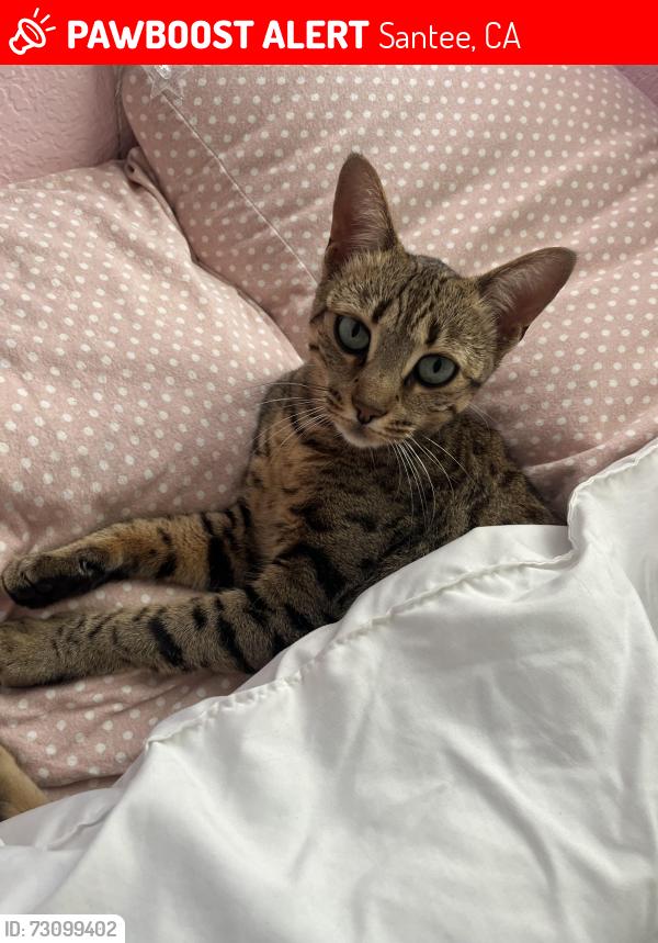 Lost Female Cat last seen Mesa Terrace Road Santee, Santee, CA 92071