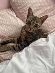 Lost Female Cat last seen Mesa Terrace Road Santee, Santee, CA 92071