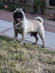 Found/Stray Female Dog last seen Clearwater Ave, Palmdale, CA 93551