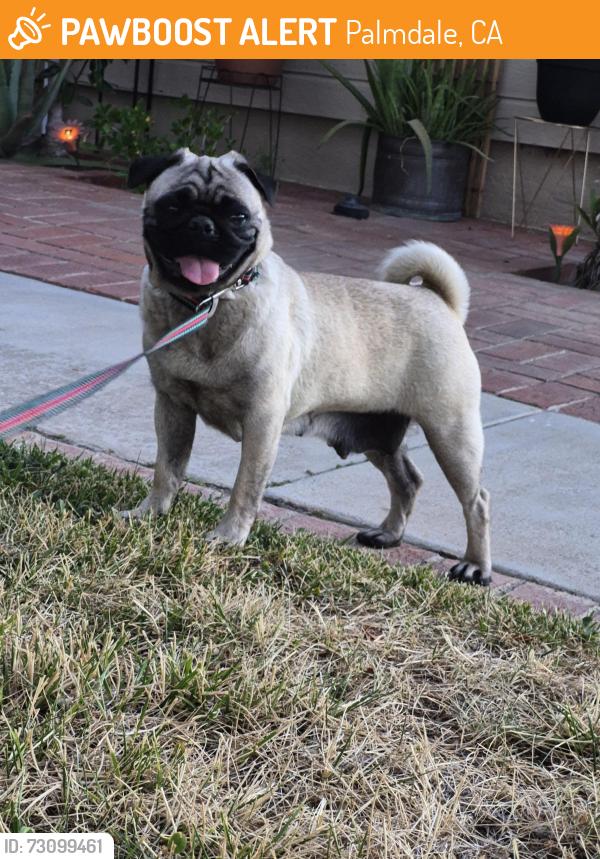 Found/Stray Female Dog last seen Clearwater Ave, Palmdale, CA 93551