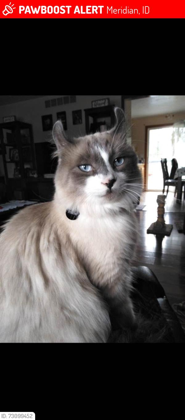 Lost Male Cat last seen Meridian Rd & Cherry Ln., Meridian, ID 83642