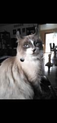 Lost Male Cat last seen Meridian Rd & Cherry Ln., Meridian, ID 83642