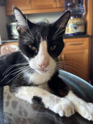 Lost Male Cat last seen Hymettus, Encinitas, CA 92024