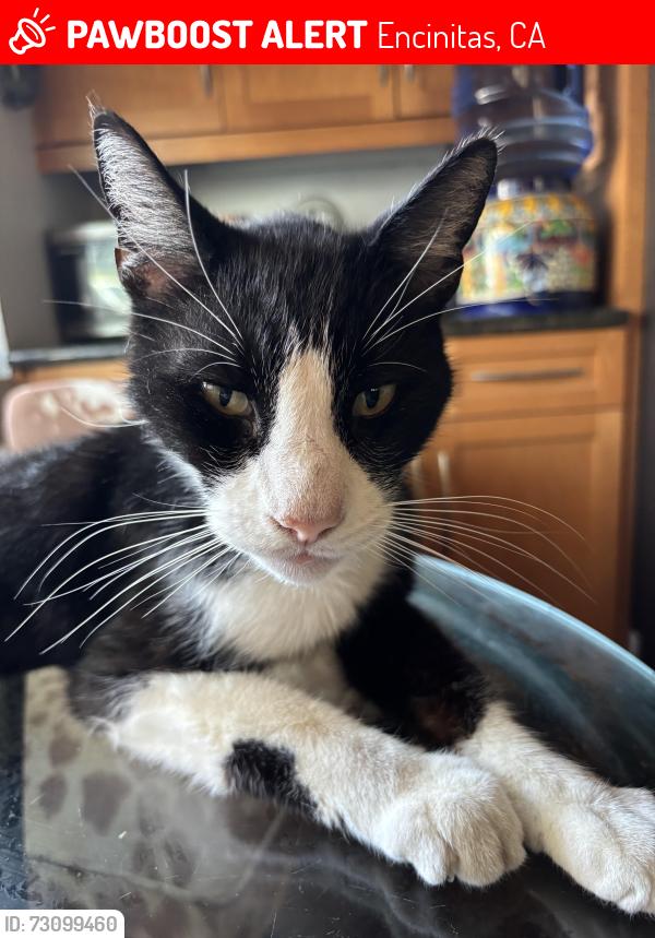 Lost Male Cat last seen Hymettus, Encinitas, CA 92024