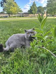 Reunited Male Cat last seen Near Ulverston Road , Toronto, ON M9C 3A3