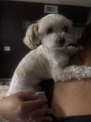 Found/Stray Female Dog last seen dominguez ct, Fontana, CA 92336
