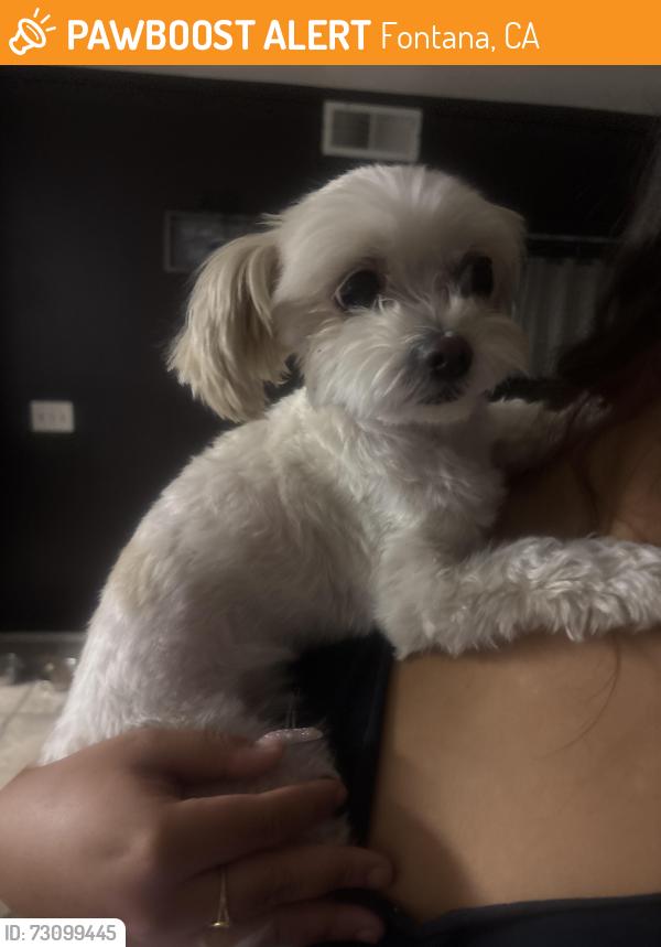 Found/Stray Female Dog last seen dominguez ct, Fontana, CA 92336