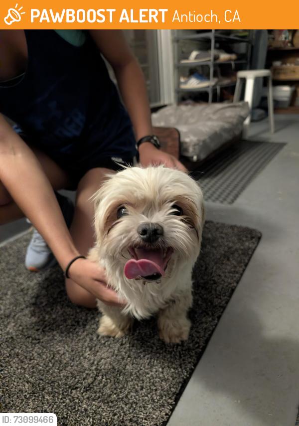 Found/Stray Male Dog last seen G Street at Camby Road, Antioch, CA 94509