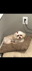 Lost Female Dog last seen Mellon St & Hall High School, Little Rock, AR 72205