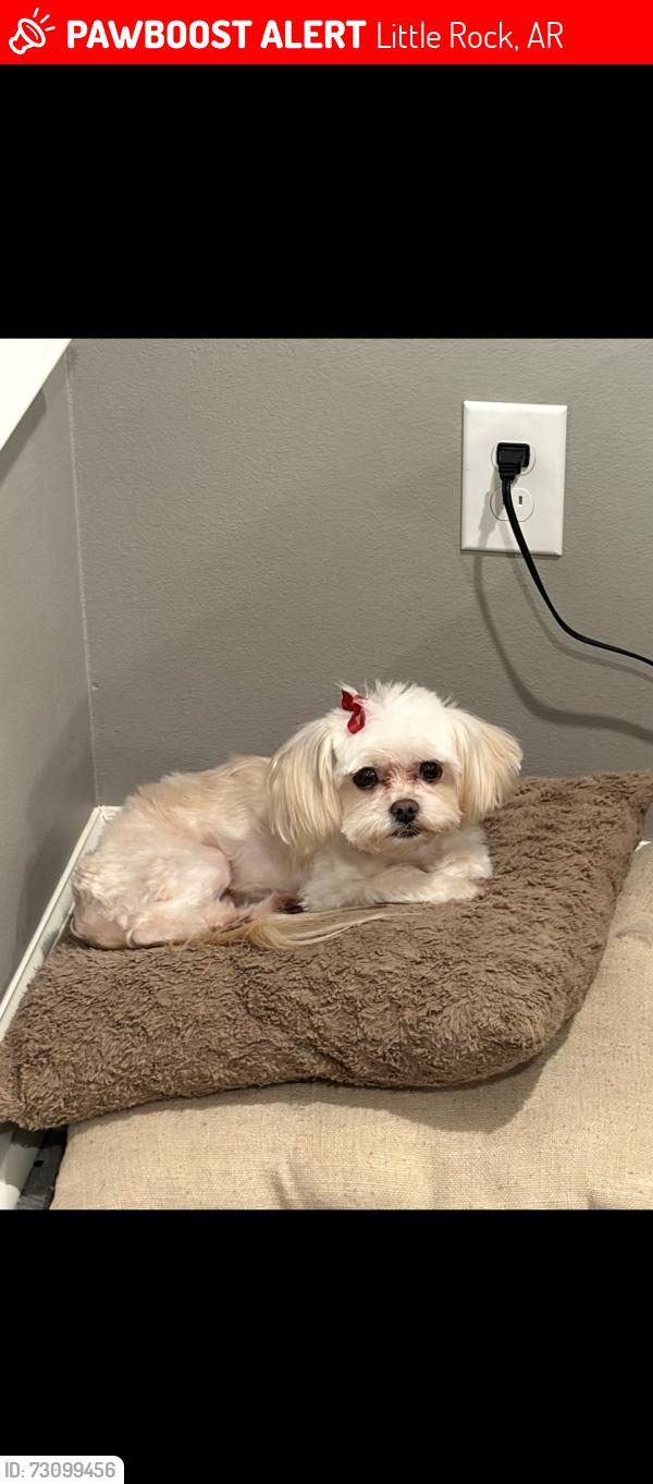 Lost Female Dog last seen Mellon St & Hall High School, Little Rock, AR 72205