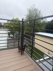 Lost Female Dog last seen Solano Ave, Berkeley, CA 94707