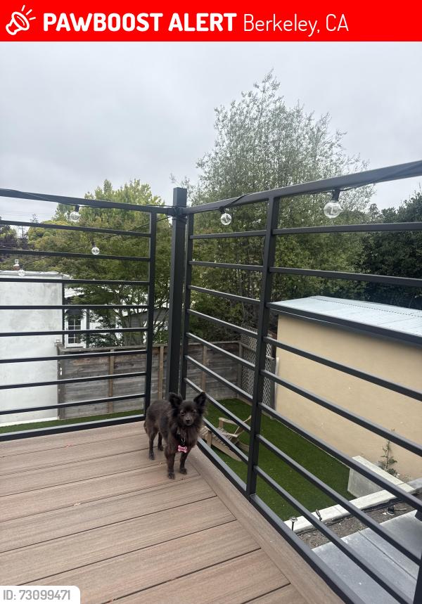 Lost Female Dog last seen Solano Ave, Berkeley, CA 94707