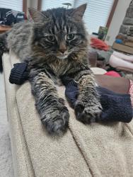 Reunited Male Cat last seen Nicolet/American Drvand Prospect, Appleton, WI 54914