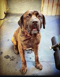 Reunited Male Dog last seen Near s Rousselle st, Santa Ana, CA 92707