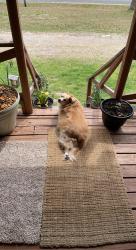 Reunited Female Dog last seen Kelly Creek Road Moody/Odenville AL, Moody, AL 35004