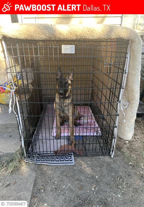 Lost Male Dog last seen Kiest y lancaster, Dallas, TX 75216