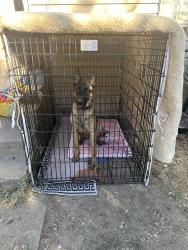 Lost Male Dog last seen Kiest y lancaster, Dallas, TX 75216