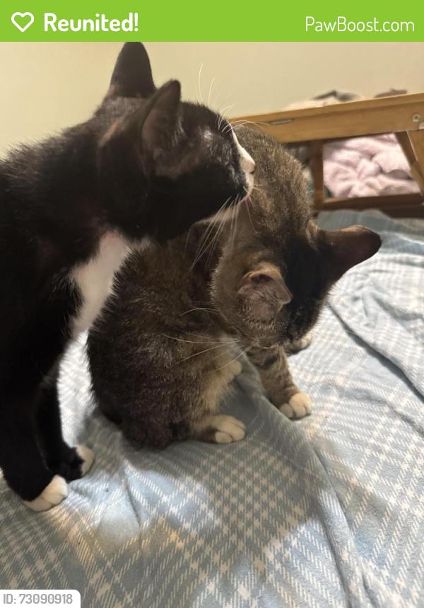 Reunited Female Cat last seen Airport and Snow, Mobile, AL 36608