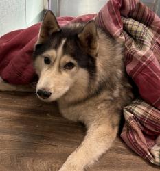 Shelter Stray Female Dog last seen Near Arey Drive, San Diego, CA, 92154, 5500 Gaines St, San Diego, CA 92110, USA