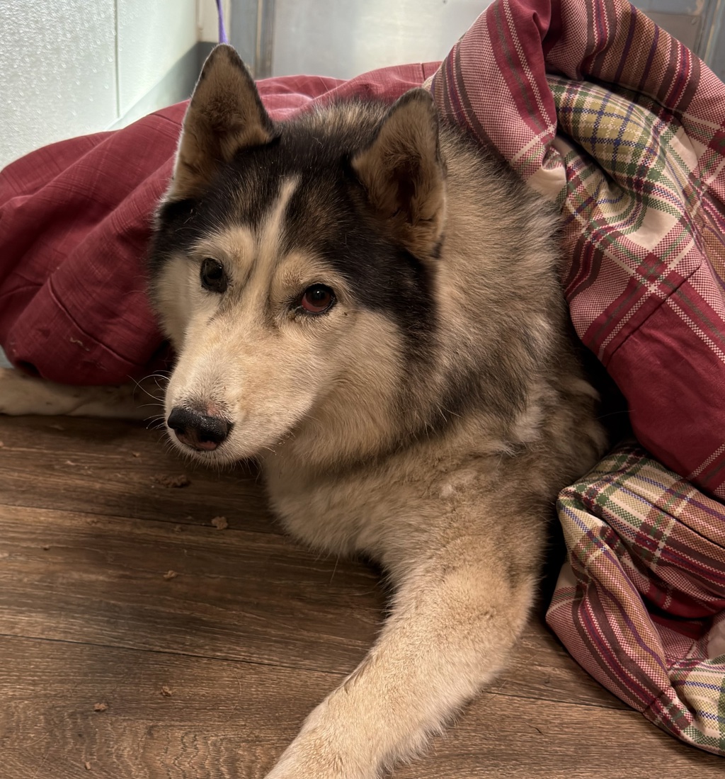 Shelter Stray Female Dog last seen Near Arey Drive, San Diego, CA, 92154, 5500 Gaines St, San Diego, CA 92110, USA