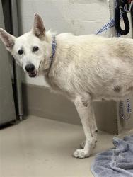 Shelter Stray Female Dog last seen Near W Slaughter Lane, AUSTIN, TX, 78749, 7201 Levander Loop bldg a, Austin, TX 78702, USA