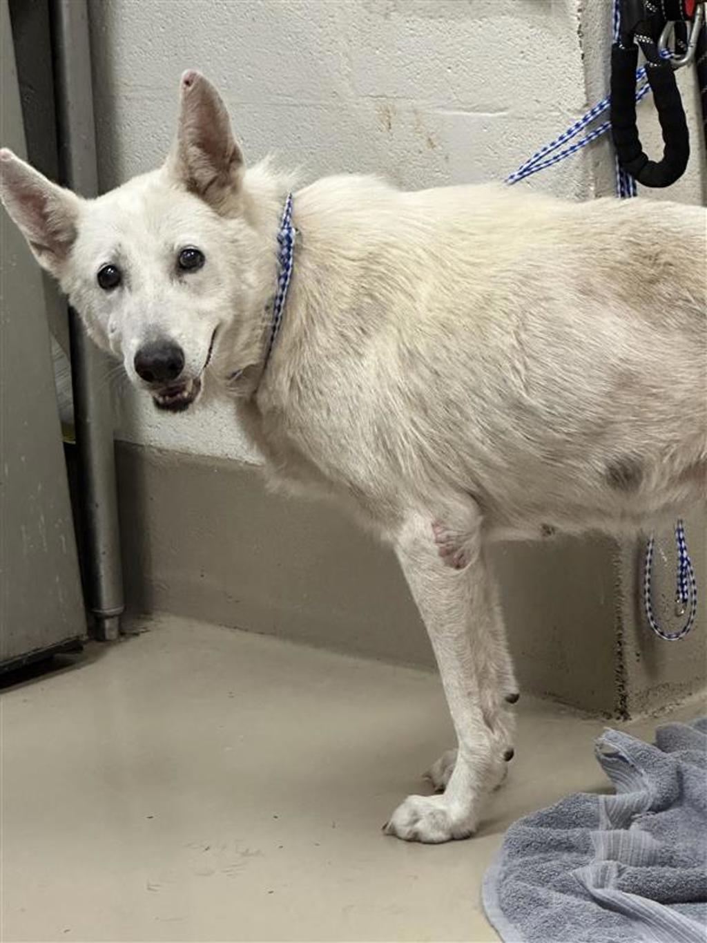 Shelter Stray Female Dog last seen Near W Slaughter Lane, AUSTIN, TX, 78749, 7201 Levander Loop bldg a, Austin, TX 78702, USA