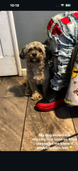 Reunited Male Dog last seen 92nd & D St, Oakland, CA 94621