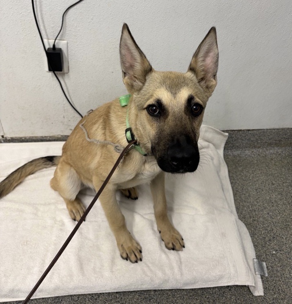 Shelter Stray Male Dog last seen Via Rancho Parkway, Escondido, CA, 92025, Escondido, CA 92027, USA