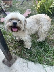 Found/Stray Unknown Dog last seen Passons ave, Downey, CA 90240