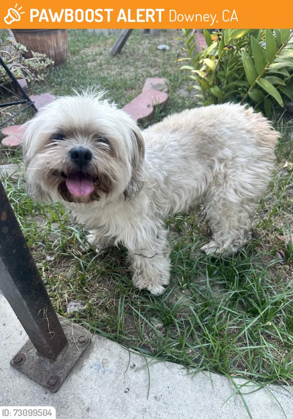 Found/Stray Unknown Dog last seen Passons ave, Downey, CA 90240