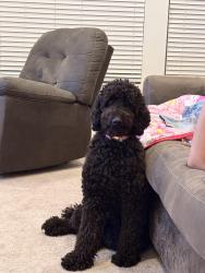 Reunited Female Dog last seen Near the reserve at liberty park, Braselton, GA 30517