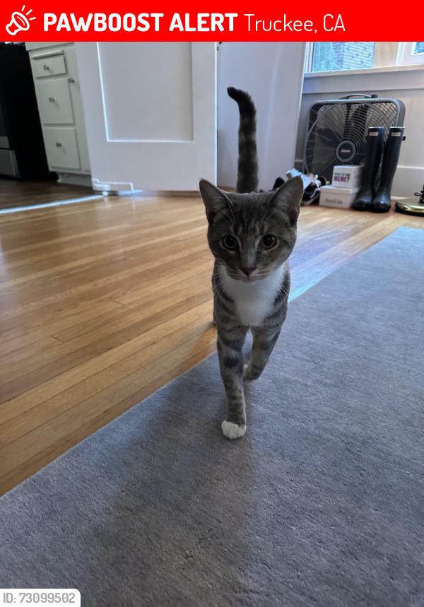 Lost Female Cat last seen She was under our neighbors deck and when we tried to get her she bolted. She went over the hill up Hansel, Truckee, CA 96161