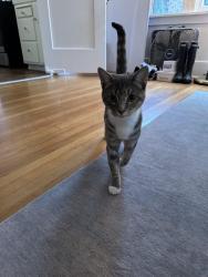 Lost Female Cat last seen She was under our neighbors deck and when we tried to get her she bolted. She went over the hill up Hansel, Truckee, CA 96161