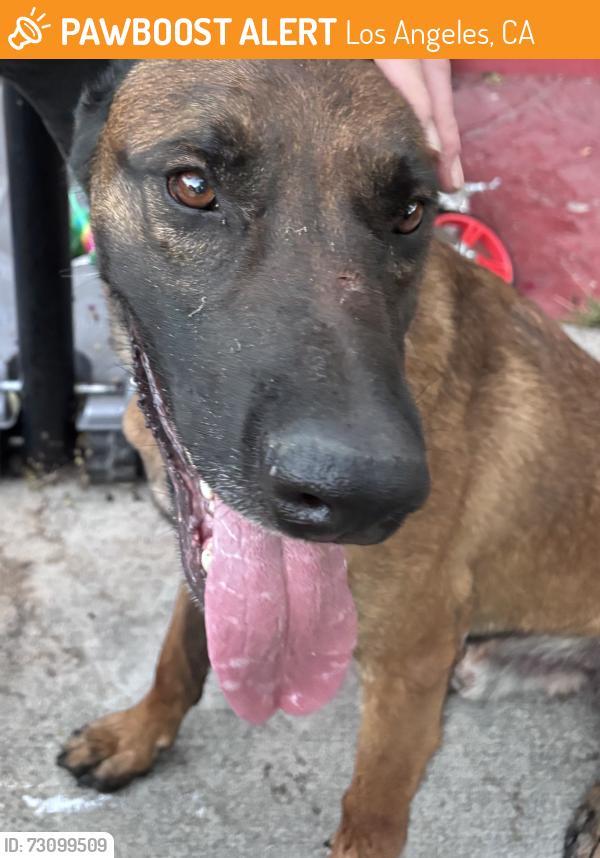 Found/Stray Male Dog last seen Twining, Los Angeles, CA 90032
