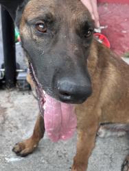 Found/Stray Male Dog last seen Twining, Los Angeles, CA 90032