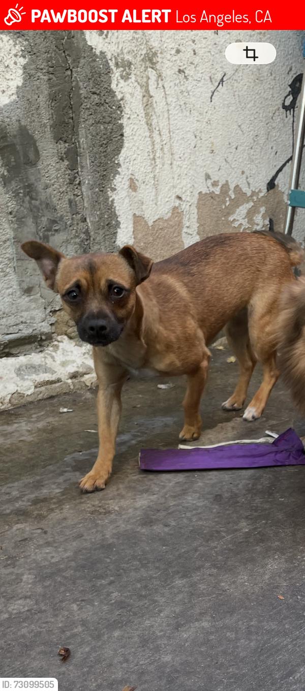 Lost Female Dog last seen Compton ave and 85th st, Los Angeles, CA 90001