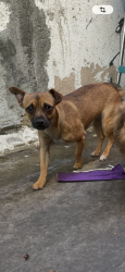 Lost Female Dog last seen Compton ave and 85th st, Los Angeles, CA 90001