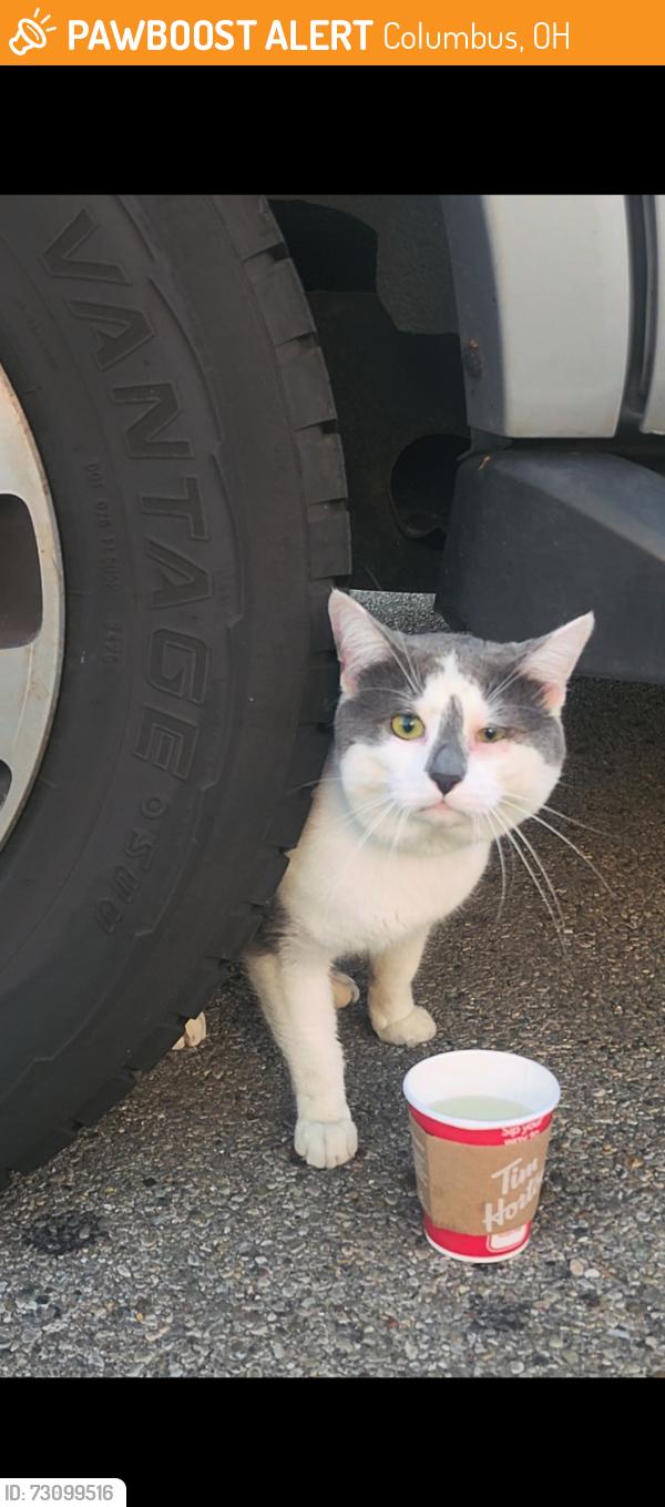 Found/Stray Unknown Cat last seen Bethel rd , Columbus OH , Columbus, OH 43220