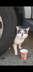 Found/Stray Unknown Cat last seen Bethel rd , Columbus OH , Columbus, OH 43220