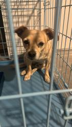 Reunited Male Dog last seen Peach, Hesperia, CA 92345