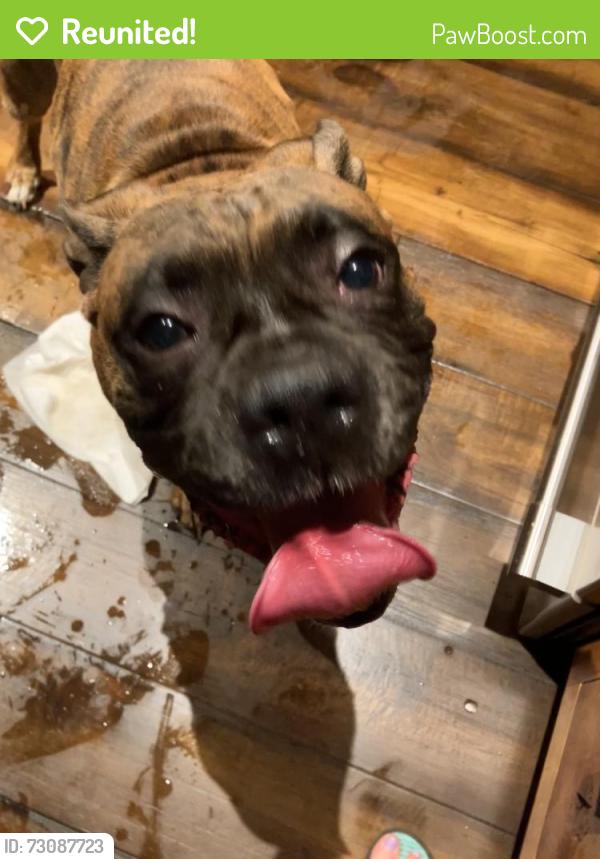 Reunited Male Dog last seen Bayview Blvd & Red Point Rd, Cecil County, MD 21901