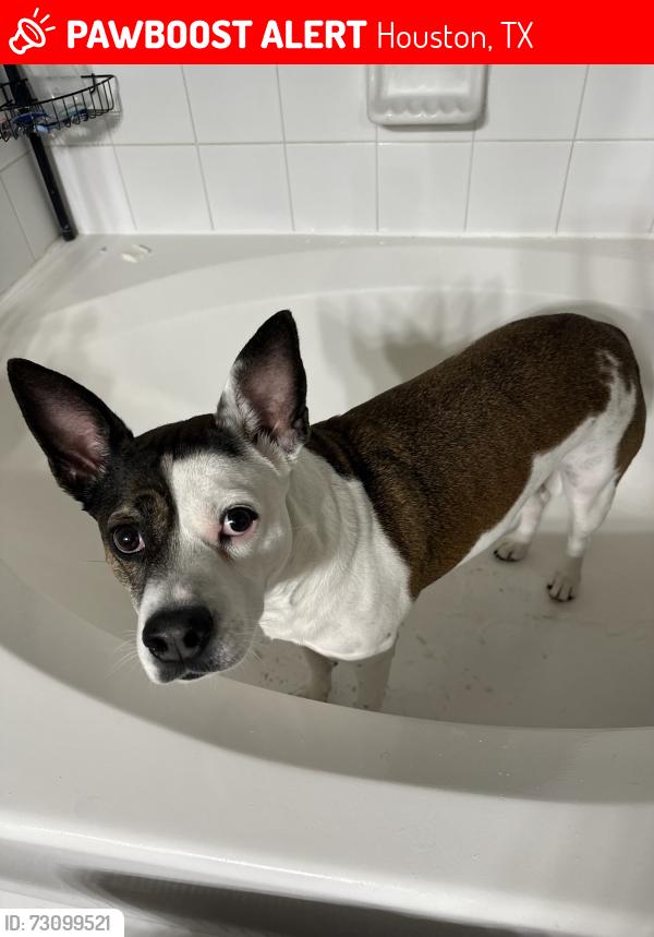 Lost Female Dog last seen Hohldale at Yale, Houston, TX 77091