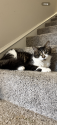 Lost Male Cat last seen Dovekie Terrace near Garganey Terrace, Ashburn, VA 20147 (Waxpool Crossing neighborhood, near Ashburn Village Blvd & Waxpool Rd.), Ashburn, VA 20147
