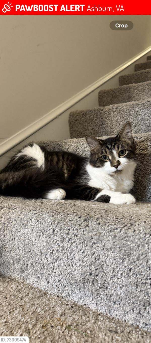 Lost Male Cat last seen Dovekie Terrace near Garganey Terrace, Ashburn, VA 20147 (Waxpool Crossing neighborhood, near Ashburn Village Blvd & Waxpool Rd.), Ashburn, VA 20147