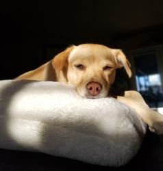 Lost Female Dog last seen Dunkirk and Madera ave, Hesperia, CA 92345